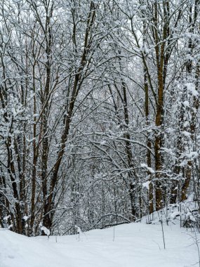 Ağaç gövdeleri ve dalları soğuk kış manzarasında güneş ışınlarıyla. güneşli bir gün