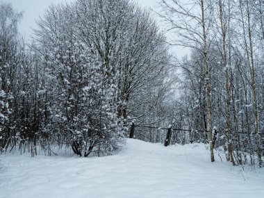 Ağaç gövdeleri ve dalları soğuk kış manzarasında güneş ışınlarıyla. güneşli bir gün