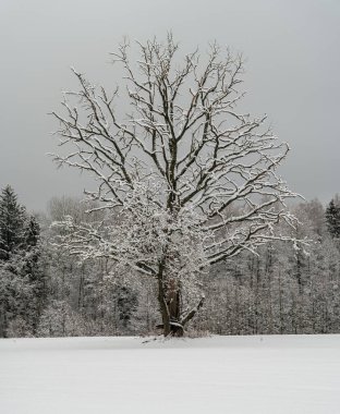 Ağaç gövdeleri ve dalları soğuk kış manzarasında güneş ışınlarıyla. güneşli bir gün
