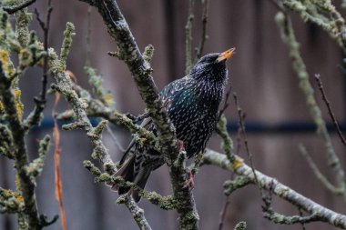 Genç sığırcık ağaç dalında oturuyor ve bahar bahçesinde şarkı söylüyor.
