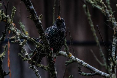Genç sığırcık ağaç dalında oturuyor ve bahar bahçesinde şarkı söylüyor.