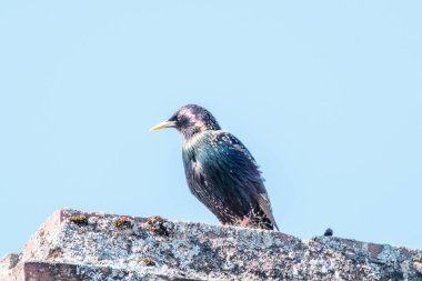 Genç sığırcık ağaç dalında oturuyor ve bahar bahçesinde şarkı söylüyor.