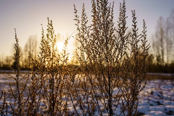 Baumstämme Und Äste Kalter Winterlandschaft Mit Sonnenstrahlen Sonniger Tag — Stockfoto