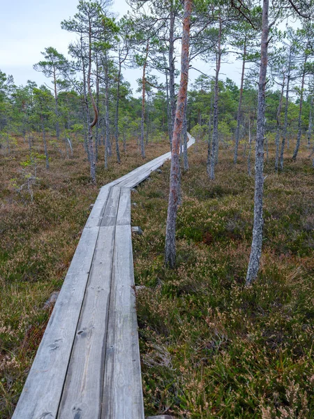 Old Wooden Plank Board Pathway Bog Trail Hiking — Stock Photo, Image
