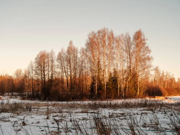 Ağaç Gövdeleri Dalları Soğuk Kış Manzarasında Güneş Işınlarıyla Güneşli Bir — Stok fotoğraf