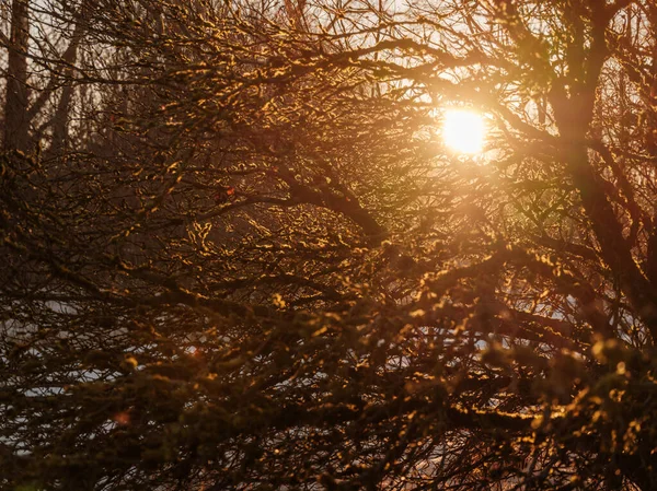 Kmeny Stromů Větve Chladné Zimní Krajině Slunečními Paprsky Slunečný Den — Stock fotografie