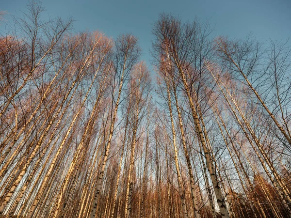 Деревянные Стволы Ветви Холодном Зимнем Пейзаже Солнечными Лучами Солнечный День — стоковое фото