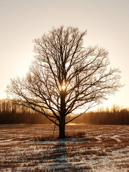 tree trunks and branches in cold winter landscape with sun rays. sunny day
