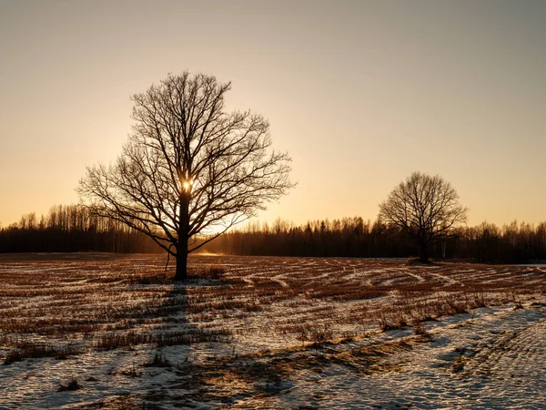 Κορμοί Δέντρων Και Κλαδιά Ψυχρό Χειμερινό Τοπίο Ηλιαχτίδες Ηλιόλουστη Μέρα — Φωτογραφία Αρχείου
