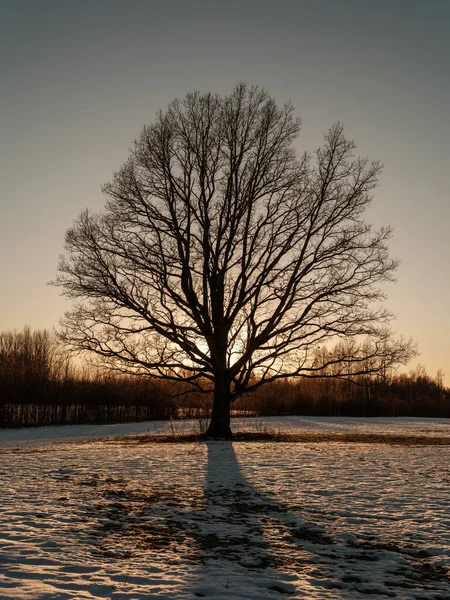 Κορμοί Δέντρων Και Κλαδιά Ψυχρό Χειμερινό Τοπίο Ηλιαχτίδες Ηλιόλουστη Μέρα — Φωτογραφία Αρχείου