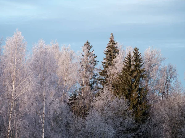 Ağaç Gövdeleri Dalları Soğuk Kış Manzarasında Güneş Işınlarıyla Güneşli Bir — Stok fotoğraf