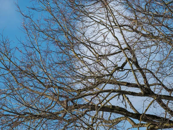 Стовбури Дерев Гілки Холодному Зимовому Пейзажі Сонячними Променями Сонячний День — стокове фото