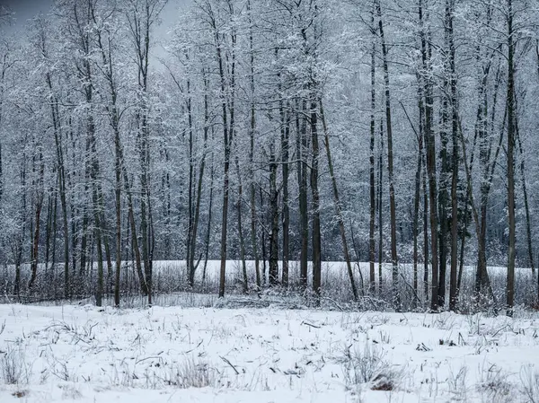 Kmeny Stromů Větve Chladné Zimní Krajině Slunečními Paprsky Slunečný Den — Stock fotografie