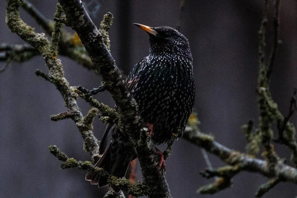 Young Starling Sitting Tree Branch Singing Spring Garden — Stock Photo, Image