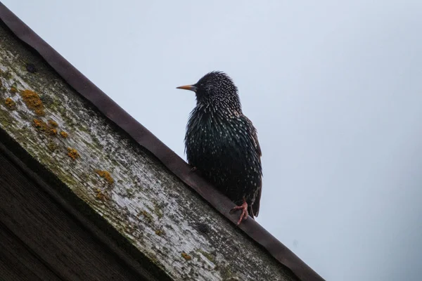 Young Starling Sitting Tree Branch Singing Spring Garden — Stock Photo, Image