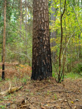 Altın sarısı sonbahar ormanı sahnesi Ağaç gövdeleri ve yapraklarla