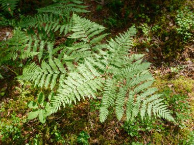 yeşil yaz yaprakları ağaç yaprağı ve gölgelerle desenli arka plan