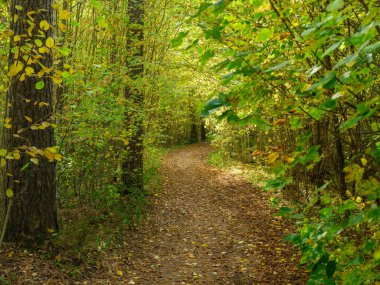 Altın sarısı sonbahar ormanı sahnesi Ağaç gövdeleri ve yapraklarla