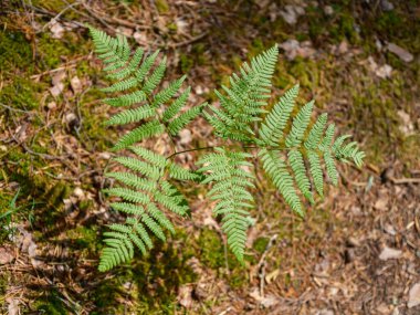 yeşil yaz yaprakları ağaç yaprağı ve gölgelerle desenli arka plan