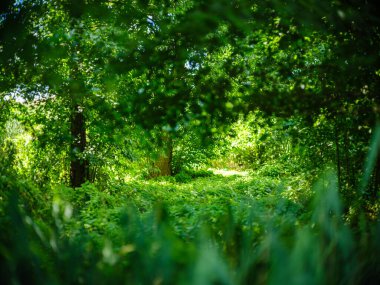 yeşil yaz yaprakları ağaç yaprağı ve gölgelerle desenli arka plan