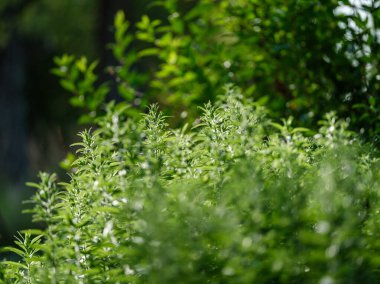 yeşil yaz yaprakları ağaç yaprağı ve gölgelerle desenli arka plan