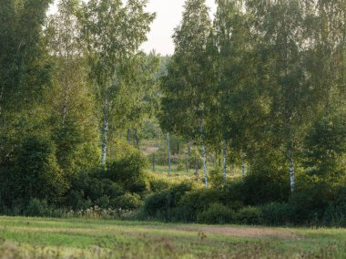 yeşil yaz yaprakları ağaç yaprağı ve gölgelerle desenli arka plan