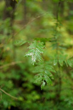 yeşil yaz yaprakları ağaç yaprağı ve gölgelerle desenli arka plan