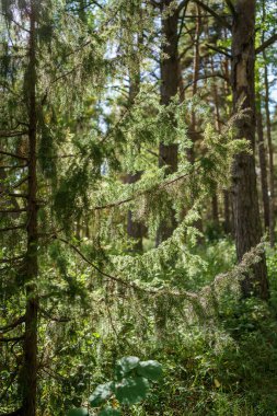 yeşil yaz yaprakları ağaç yaprağı ve gölgelerle desenli arka plan