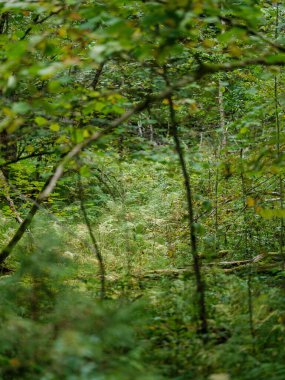 yeşil yaz yaprakları ağaç yaprağı ve gölgelerle desenli arka plan