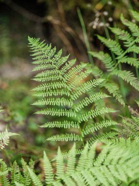 yeşil yaz yaprakları ağaç yaprağı ve gölgelerle desenli arka plan