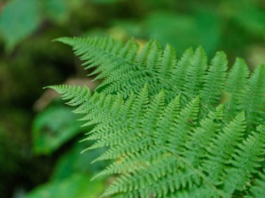 yeşil yaz yaprakları ağaç yaprağı ve gölgelerle desenli arka plan