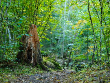 yeşil yaz yaprakları ağaç yaprağı ve gölgelerle desenli arka plan