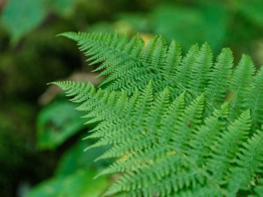 yeşil yaz yaprakları ağaç yaprağı ve gölgelerle desenli arka plan