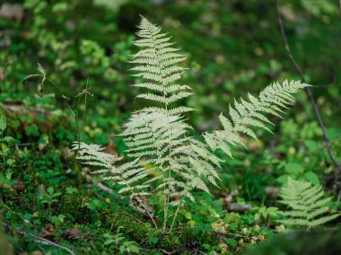 yeşil yaz yaprakları ağaç yaprağı ve gölgelerle desenli arka plan