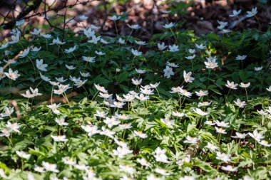 Yeşil yaz yapraklı beyaz çiçekler ağaç yaprağı ve gölgeli arka plan