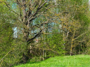 Ağaç gövdeleri ve ağaç kabukları yaz ormanlarında güneş ışığı arka planda.