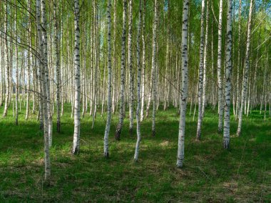 Ağaç gövdeleri ve ağaç kabukları yaz ormanlarında güneş ışığı arka planda.