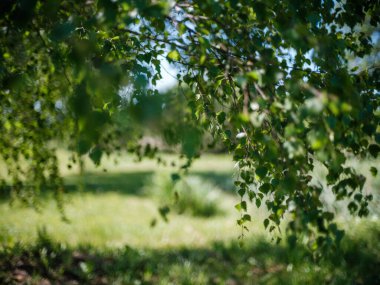 yeşil yaz yaprakları ağaç yaprağı ve gölgelerle desenli arka plan