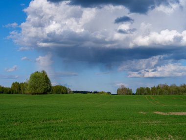 Arka planda taze kesilmiş yeşil çimenler ve ağaçlar olan kırsal bir çiftlik çayırı. Doğa manzarası