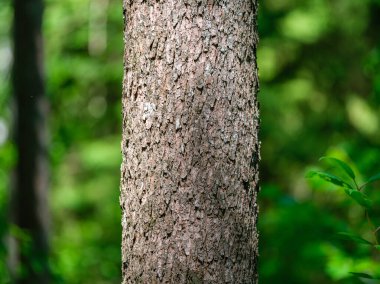 Ağaç gövdeleri ve ağaç kabukları yaz ormanlarında güneş ışığı arka planda.