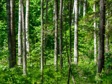 Ağaç gövdeleri ve ağaç kabukları yaz ormanlarında güneş ışığı arka planda.