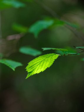 yeşil yaz yaprakları ağaç yaprağı ve gölgelerle desenli arka plan