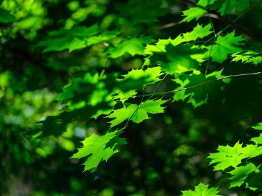 yeşil yaz yaprakları ağaç yaprağı ve gölgelerle desenli arka plan