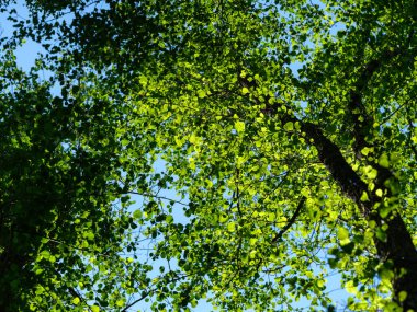 yeşil yaz yaprakları ağaç yaprağı ve gölgelerle desenli arka plan