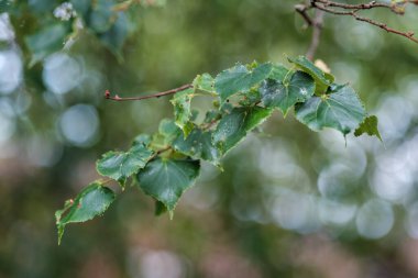 yeşil yaz yaprakları ağaç yaprağı ve gölgelerle desenli arka plan