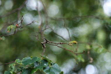 yeşil yaz yaprakları ağaç yaprağı ve gölgelerle desenli arka plan