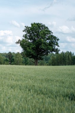 Arka planda taze kesilmiş yeşil çimenler ve ağaçlar olan kırsal bir çiftlik çayırı. Doğa manzarası