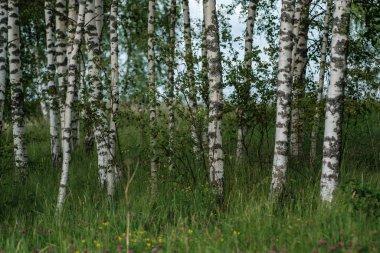 Ağaç gövdeleri ve ağaç kabukları yaz ormanlarında güneş ışığı arka planda.
