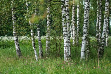 Ağaç gövdeleri ve ağaç kabukları yaz ormanlarında güneş ışığı arka planda.