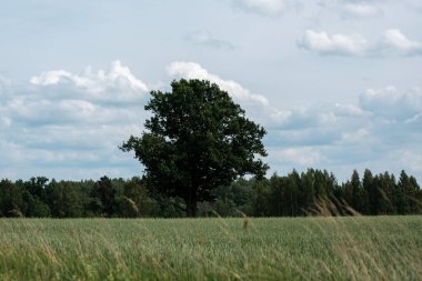 Arka planda taze kesilmiş yeşil çimenler ve ağaçlar olan kırsal bir çiftlik çayırı. Doğa manzarası